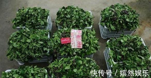 蔬菜|老中医说此物是防癌第一的蔬菜,被百分90的人看不起,早知早好!