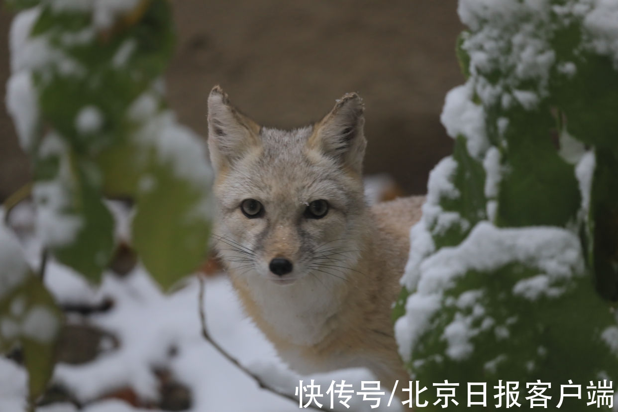 美景|立冬恰逢初雪，北京号带您“云”赏雪后美景