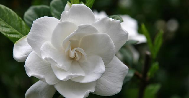 夏季|需要“富养”的花，天热也要施肥，不然越养越差劲