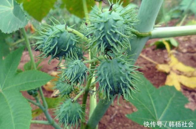 农村随处可见的蓖麻,竟然做成了生化武器,而且原理很简单