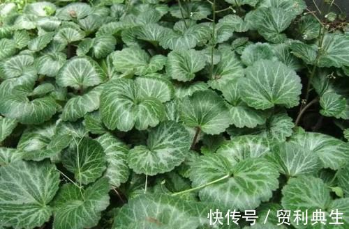 虎耳草|农村一植物,是治疗痔疮,冻疮的良药,市场上三十元一斤