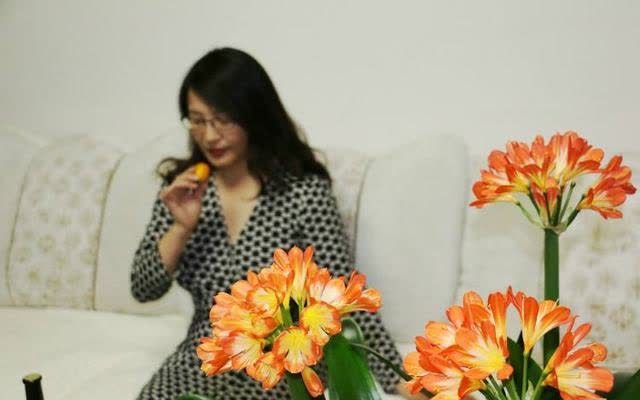 君子兰害怕五件事，新手经常犯，做不好，难怪越养越糟糕