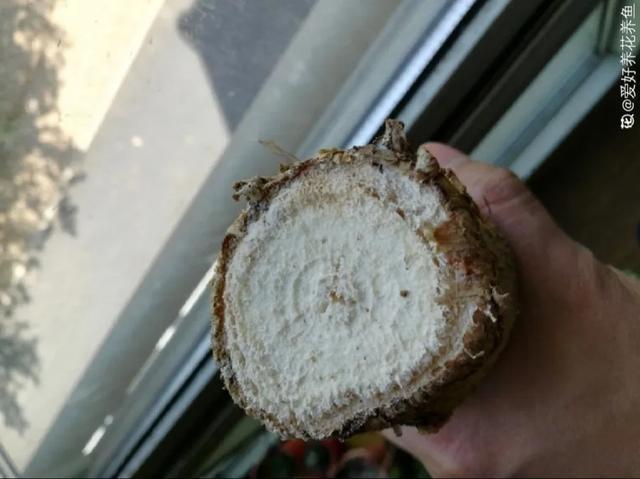 家里养盆虎皮兰,小花盆、挤着养,疯狂开花爆小崽!