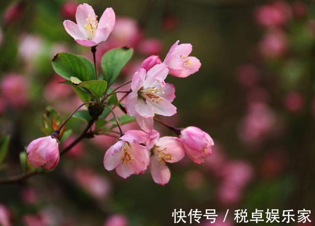海棠“入夏前期”很重要,晒足太阳分株好成活,夏天开花香味十足