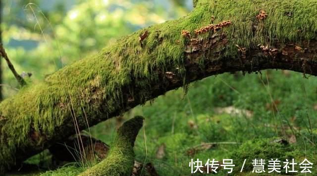 植物|路边挖来的青苔，只需2个步骤，7天长成微景观，比买来的还漂亮