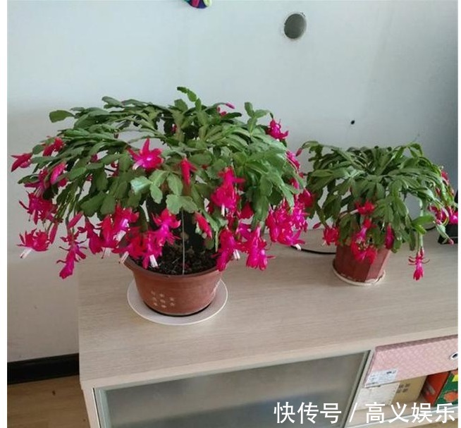 养蟹爪兰|蟹爪兰修剪有“3期”,把好关,花苞多,开花非常旺盛