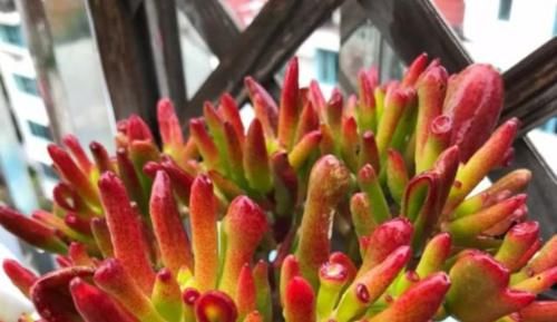 想让多肉植物长得好，注意这几个办法，让它变得“美艳动人”