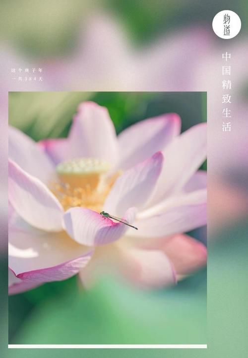 生如夏花之绚烂 人如青莲心不染 快资讯