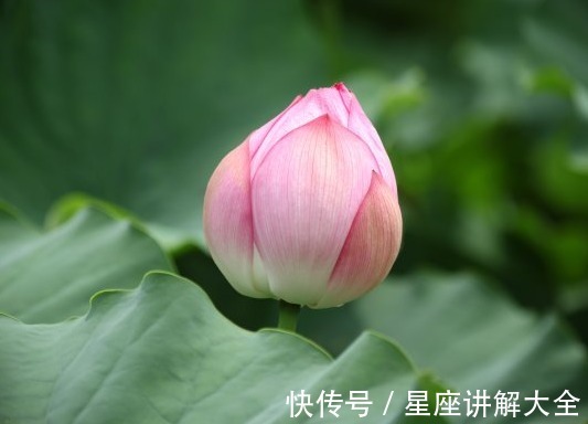 桃花|进入8月中旬，吉星关照，4属相桃花朵朵，爱情圆满幸福