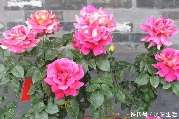 盆栽|家里养上这“3种花”,什么甲醛、灰尘都少了,空气轻松变洁净