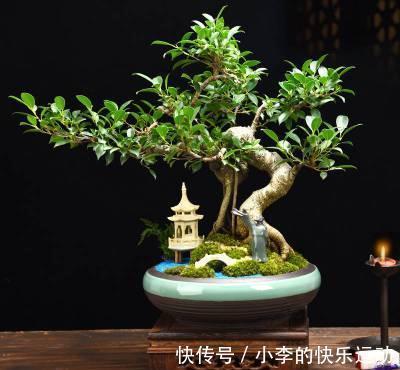 管理|要想榕树盆景美,几点管理耍起来