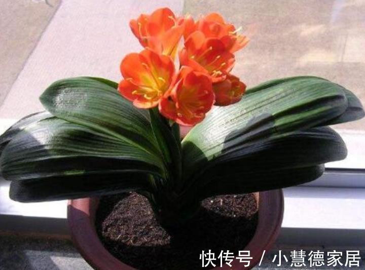 君子兰|秋天别忘了给君子兰“开小灶”,叶片油绿挺拔,越养越旺
