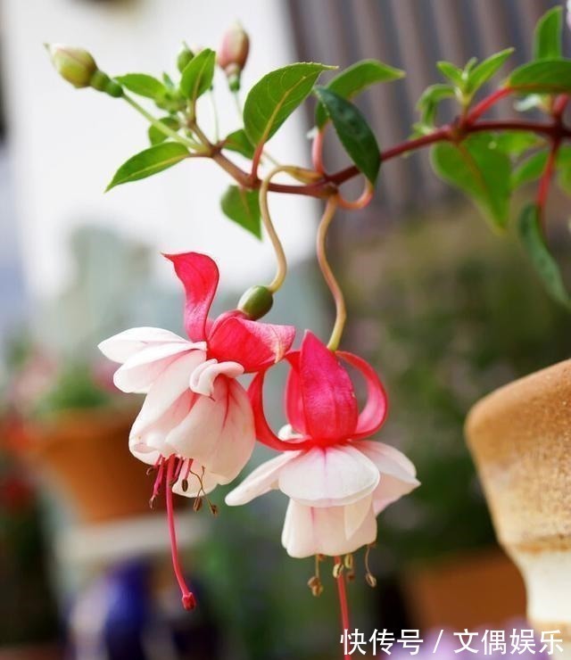 被称为“夏必死”的8种花,我却喜欢买一些,因为能“省”不少钱