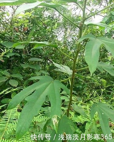 五指毛桃|这植物人称“五爪龙”，看着不起眼，用处却不少，可惜不多见了