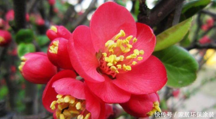 春季养此款花卉，花大服盆快，一开就美爆，美艳动人，人见人爱！