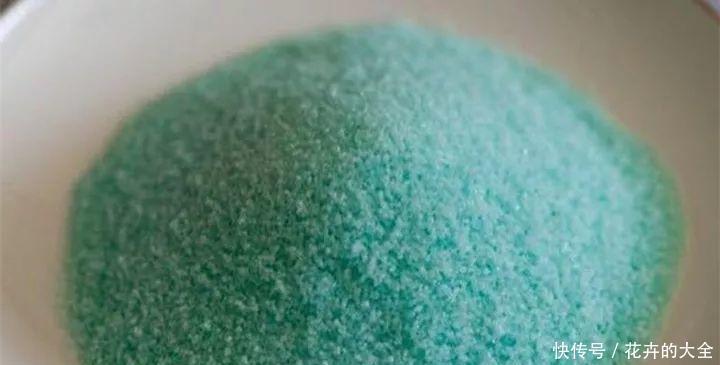 绿叶|红鹅掌养护好,绿叶出现焦边,开花数量少,老花农教你解决