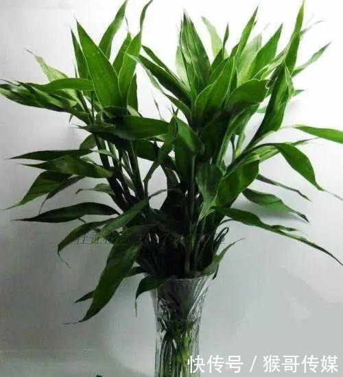 富贵竹“离不开”这种水，加一点，不烂根、不黄叶，家里吉祥富贵
