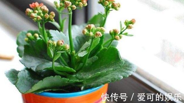 霜降后，4种花浇水是关键，学会此样做，叶片绿开花旺