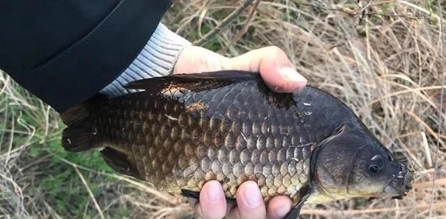 长竿钓鲫鱼还真要点技术!老钓友帮你捋一捋,哪几件事最重要