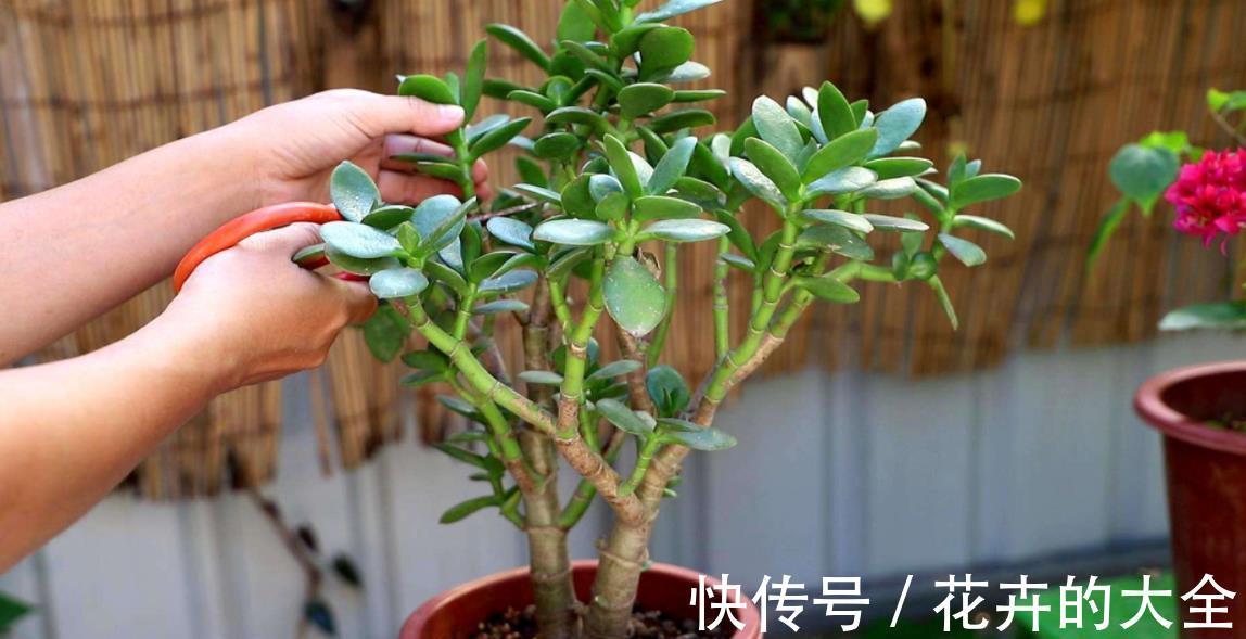 养花|花卉养不活?5个坏习惯在作祟,不戒掉啥花都养不好,你中了几条