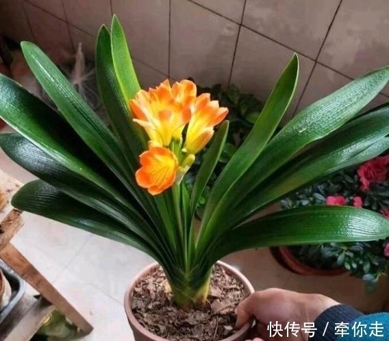 刚扒的香蕉皮该如何处理养花学2招,既能清洁又能增添营养