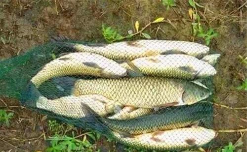 钓草鱼还可以钓底，钓草鱼一定要看准位置，还有以下几个建议，晚春钓草鱼