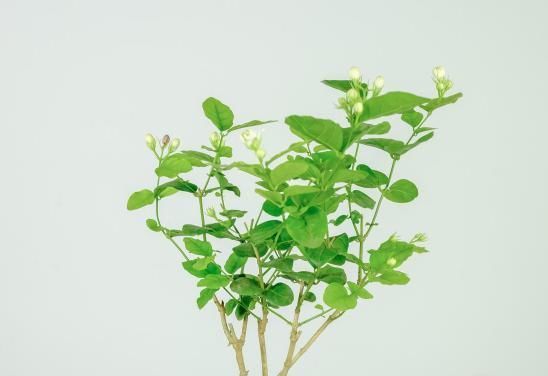 夏天养这花,每月要喂几滴食醋,叶子油绿、开花超多