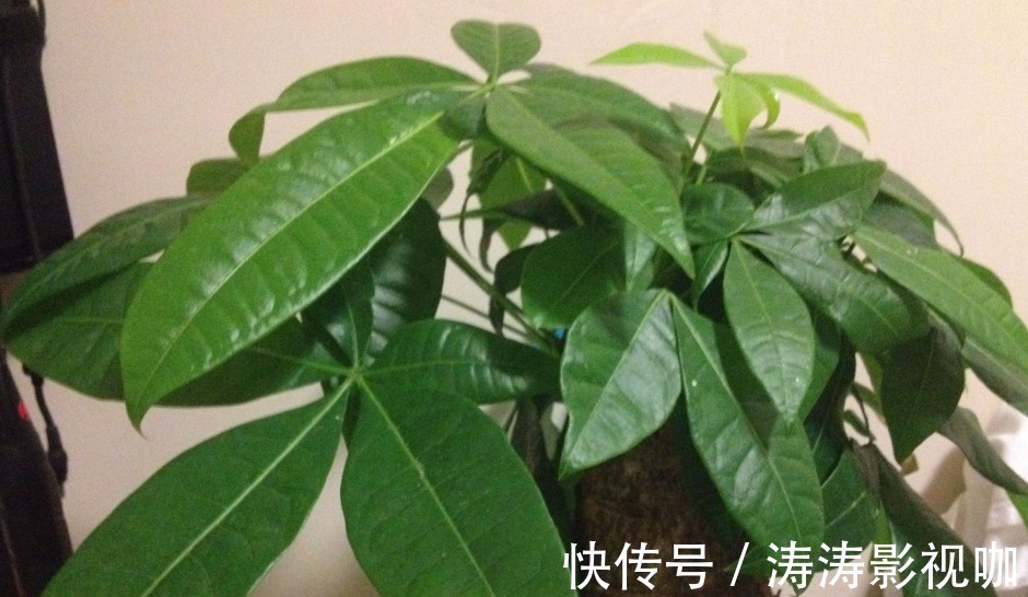 发财树|发财树黄叶萎蔫,做好这两步,不用一月就能缓过来!