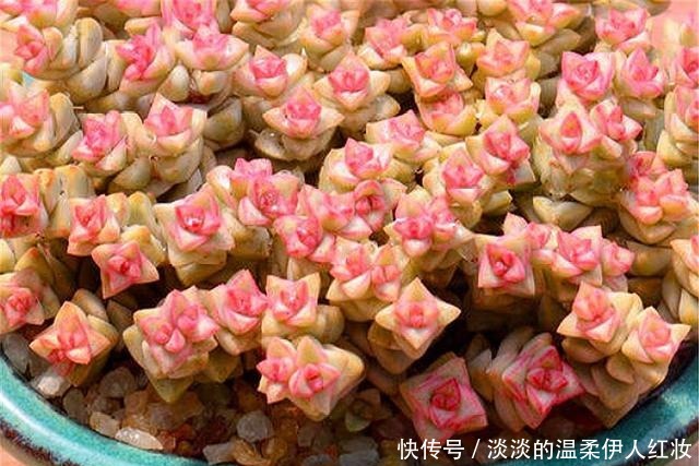 浇水|春天养多肉小米星,做好“3个多”,1个月长爆盆,花朵清新漂亮