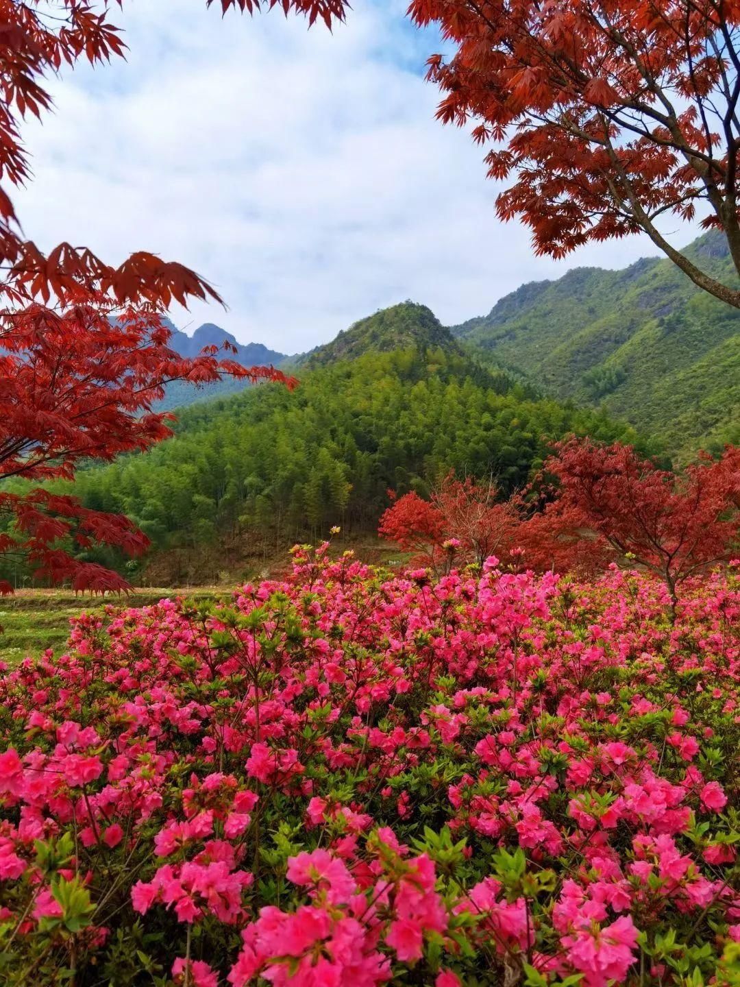 满山杜鹃开，人间芳菲地，这个春天相约云上高坪！