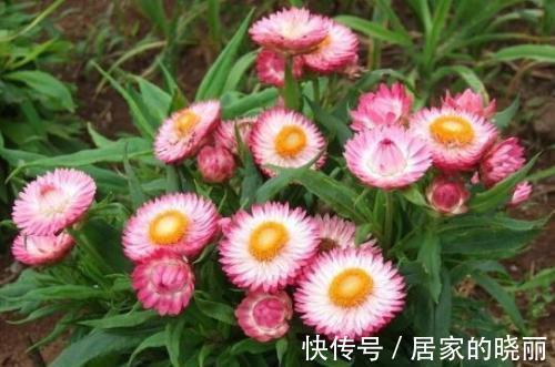 养花|养花试试这几款,几乎丢土里就能活,超级好养活