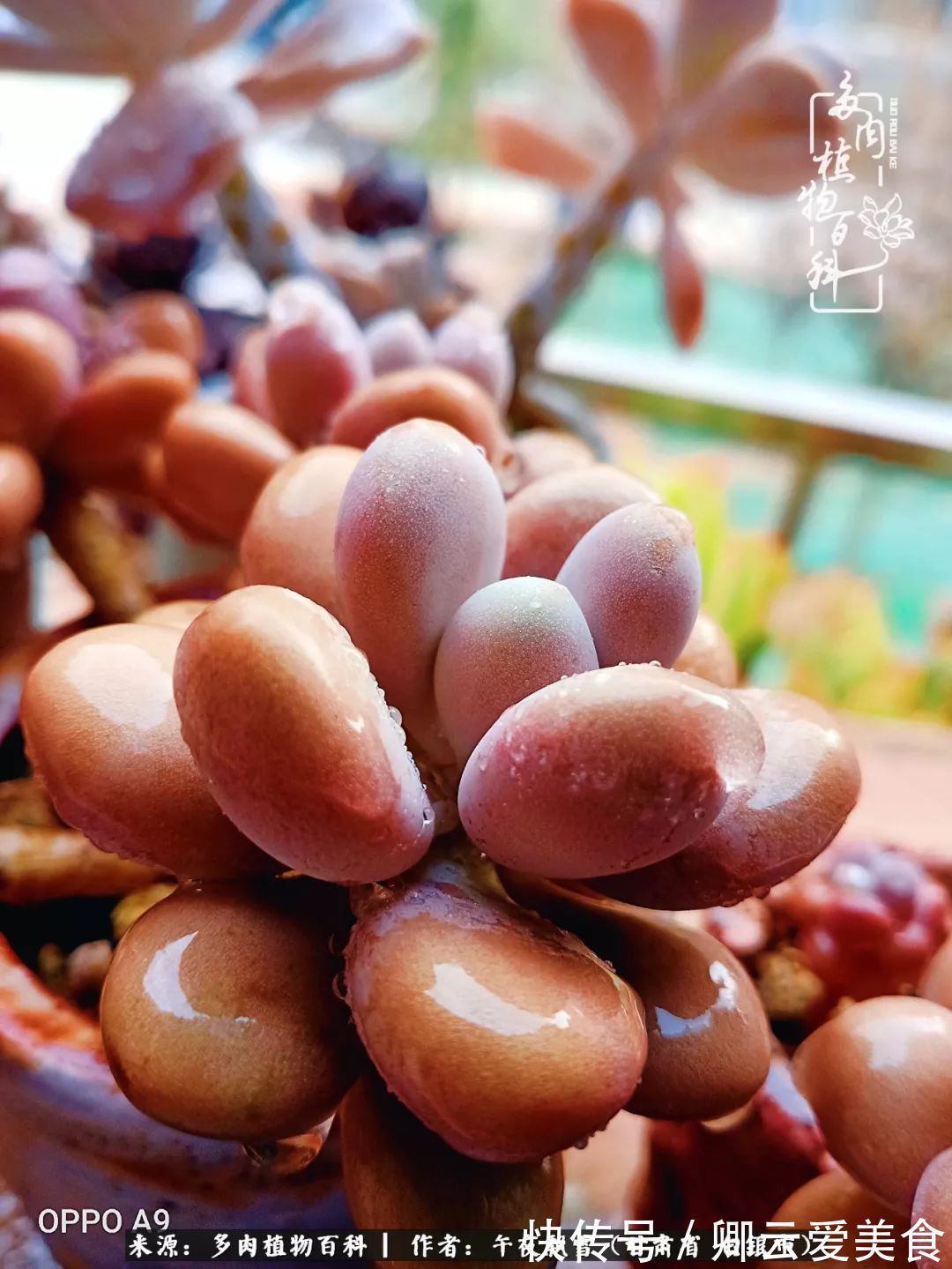 久在晴冬等雪来——北方阳台党的多肉成长历程!