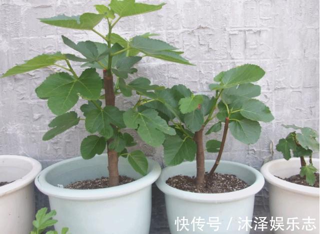 无花果|路边遇到4种花，别放过，掰个枝子长一盆！观叶赏花又好吃
