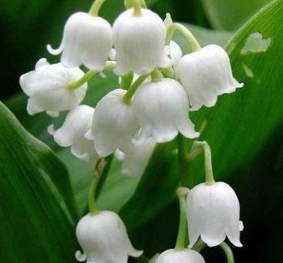 养此款花卉，福旺运旺财更旺，财运爆发，事业风生水起