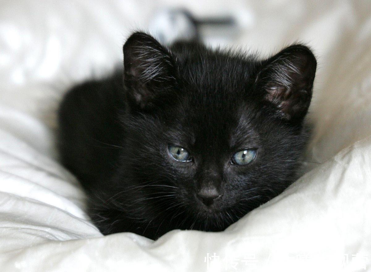 影帝他妹三岁半!推文以及读后感:江月年年《影帝他妹三岁半》