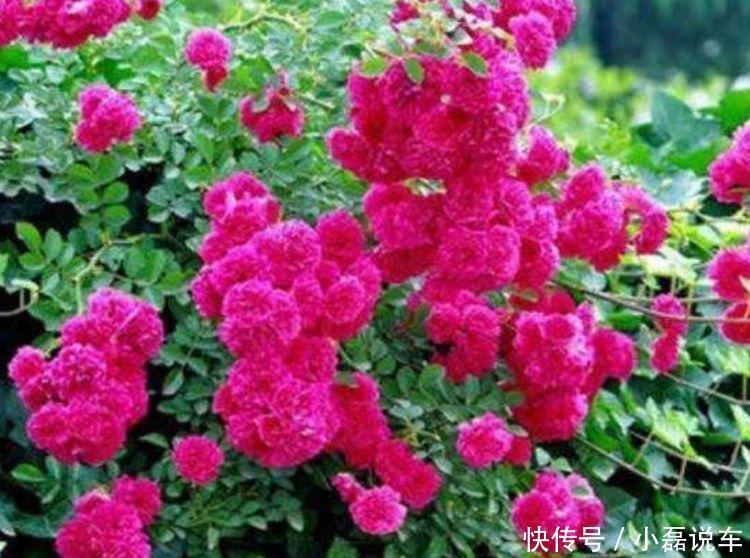 种花|4种花自带财运,家里养一盆,招财纳福好运来,越养越喜欢