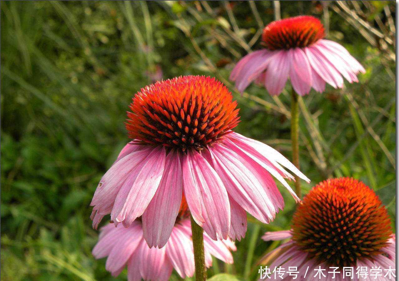 可爱的松果菊，一开花变成花海，耐旱耐旱，最适合院子里种