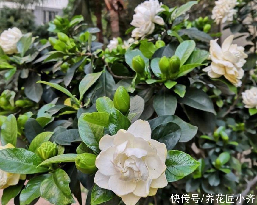 落叶|新手买花要“慎重”，这些花不适合你，买了也养不好