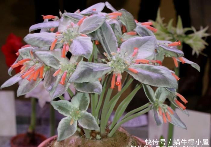 块茎|多肉贵货大岩桐属,冷门颜值高的家庭盆栽新选择