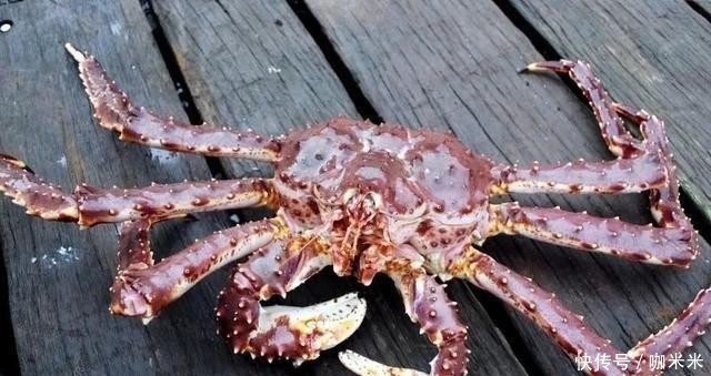 揭秘|揭秘俄罗斯帝王蟹:市场、新格局,鲜美食材背后有看不到的博弈