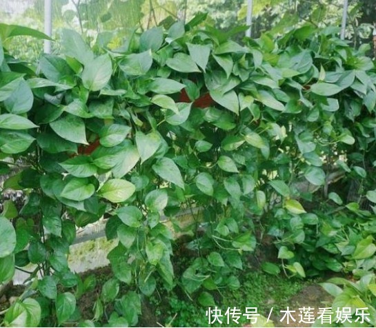 4种“吸毒花”,被称作“天然空气净化器”,家里空气好,长得旺