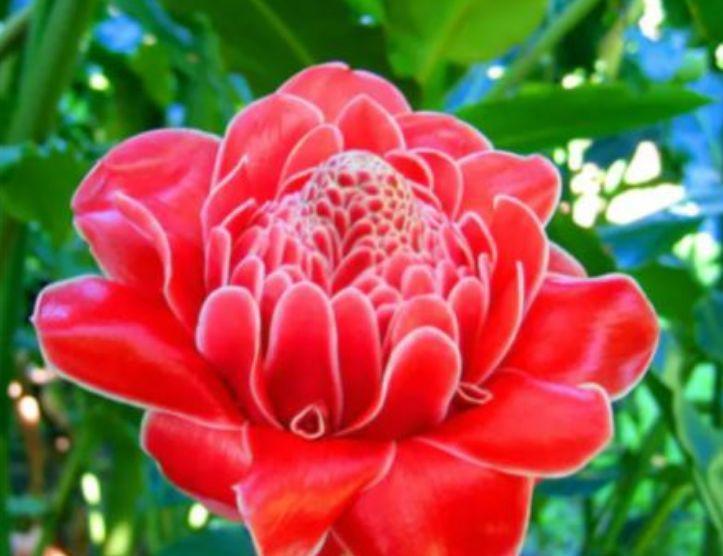 春季养此款花卉，花大服盆快，福气满满，红红火火送吉祥！