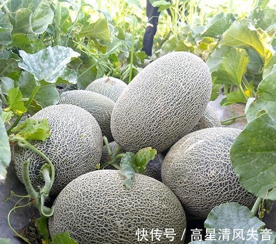 好吃|哈密瓜不但好吃,而且营养丰富,药用价值高!