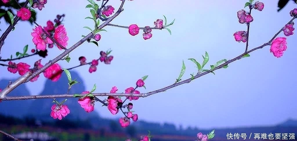 林花&李煜艳冠古今的一首小令，短小凄美朗朗上口，你一定能全词背诵！