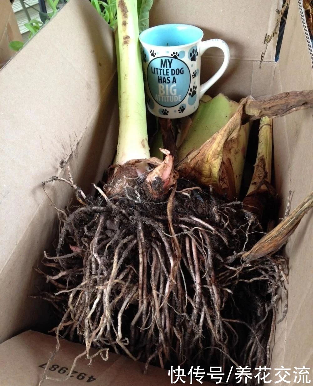 叶子|10多块一块象耳芋大块茎，快速养成室内大型观叶植物