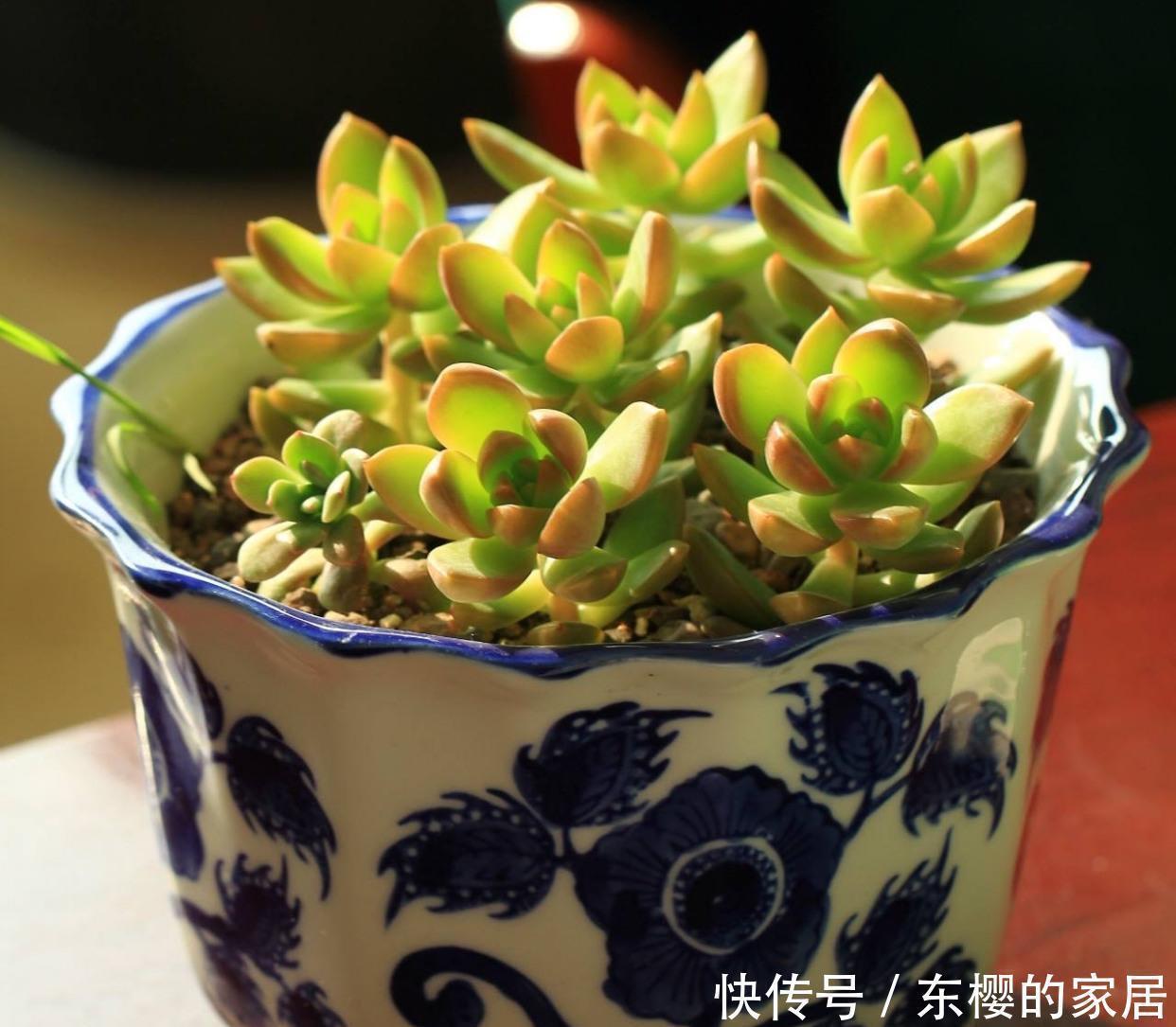 黄丽|很好养活的3种“多肉”,养出群生养成老桩,真的很美