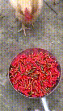 |搞笑GIF:我懒得看他们,我就想知道怎么说服后面那动物