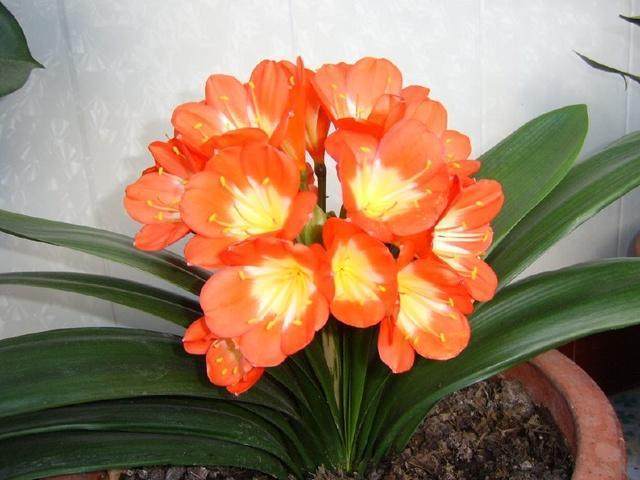 这样养，你的君子兰也能年年枝繁叶茂，花开朵朵！