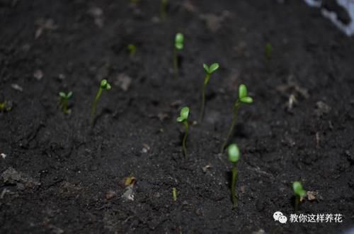 盆里加点它，韭菜1茬接1茬，再也不长虫！