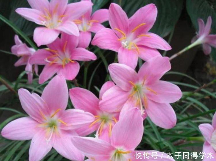 适合冬季养护的花卉,好活易爆盆,花姿妖娆,四季繁花似锦